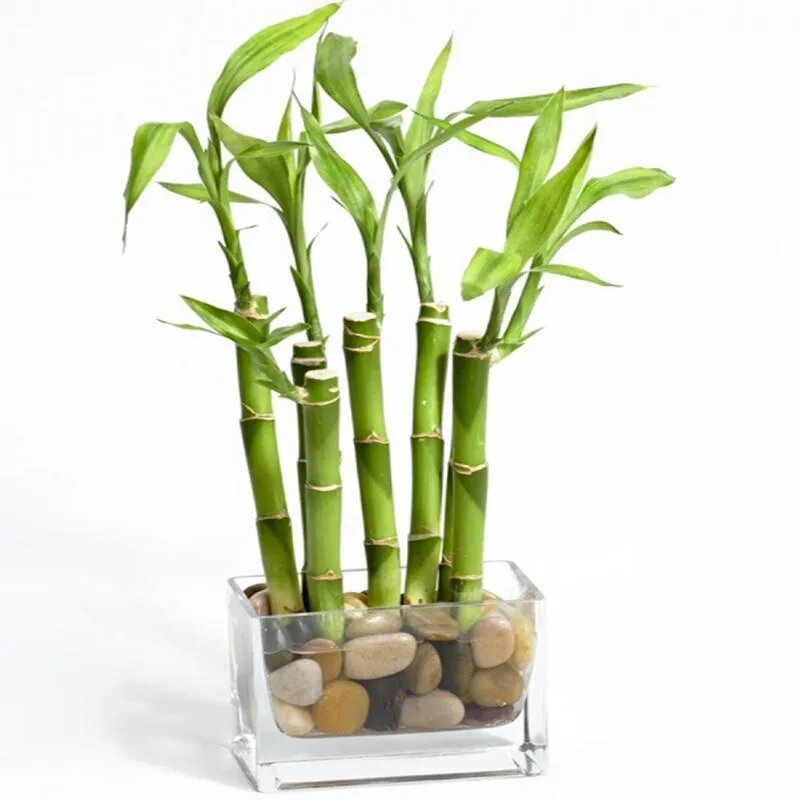 Significado 6 tallos bambu